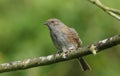 A Dunnock or Hedge Sparrow Prunella modularis perched on a branch of a tree.