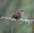 Dunnock perching on barbed wire