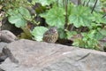Dunnock or Hedge sparrow (Prunella modularis) - young bird