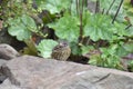 Dunnock or Hedge sparrow (Prunella modularis) - young bird