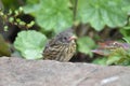 Dunnock or Hedge sparrow (Prunella modularis) - young bird