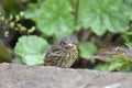 Dunnock or Hedge sparrow (Prunella modularis) - young bird Royalty Free Stock Photo