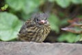 Dunnock or Hedge sparrow (Prunella modularis) - young bird