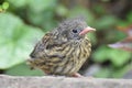 Dunnock or Hedge sparrow (Prunella modularis) - young bird