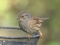 Dunnock Hedgesparrow