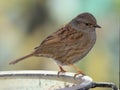 Dunnock Hedgesparrow