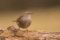 Dunnock Royalty Free Stock Photo