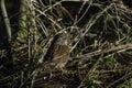 Dunnock 4