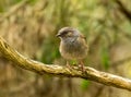 Dunnock perched on a branch