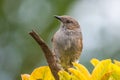 A Dunnock Royalty Free Stock Photo