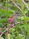 A Dunnock Perched on a Branch