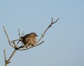 Dunnock perched in isolation on a windy day (Prunella modularis)