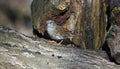 A dunnock perched on an old log