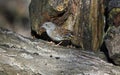 A dunnock perched on an old log