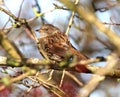 Dunnock perching in hawthorn tree