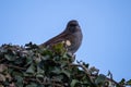A Dunnock perching in a hedge