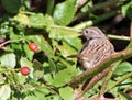 Dunnock perching next to rosehips