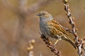 Dunnock portrait Royalty Free Stock Photo