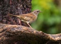 Dunnock (Prunella modularis)