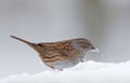 Dunnock (Prunella modularis) Royalty Free Stock Photo