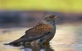 Dunnock bathing in water pond before migration season