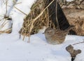 Dunnock, Prunella modularis. A bird stands in the snow, looking for food Royalty Free Stock Photo
