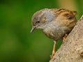 Dunnock (Prunella modularis)