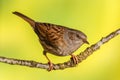 Dunnock, Prunella modularis