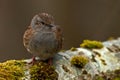 Dunnock Prunella modularis Royalty Free Stock Photo