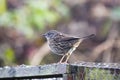 A Dunnock Prunella modularis on a domestic garden aviary roof.