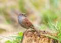 Dunnock - Prunella modularis early spring in full song. Royalty Free Stock Photo