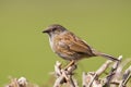 Dunnock Royalty Free Stock Photo