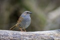 Dunnock Prunella modularis