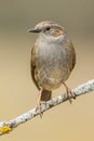 Dunnock, (Prunella modularis)