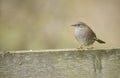 Dunnock Royalty Free Stock Photo