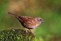 Dunnock bird perched on rock Royalty Free Stock Photo