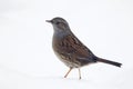 Dunnock, Prunella modularis Royalty Free Stock Photo