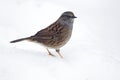 Dunnock, Prunella modularis Royalty Free Stock Photo