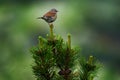 Dunnock, Prunella modularis, small passerine, found throughout temperate Europe and into Asian Russia. Bird sitting on the pine