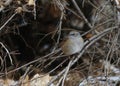 Dunnock (Prunella modularis) taking shelter in the bush from snowfall Royalty Free Stock Photo