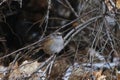 Dunnock (Prunella modularis) taking shelter in the bush from snowfall Royalty Free Stock Photo