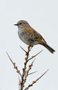 Dunnock (Prunella modularis)