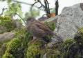 Dunnock singing on mossy dry stone wall