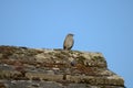 A small bird, a Dunnock, sings from the ridge of a roof