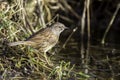 Dunnock 1