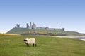 Dunstanburgh castle sheep northumberland coast Royalty Free Stock Photo