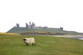 Dunstanburgh castle sheep northumberland coast uk Royalty Free Stock Photo