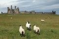 Dunstanburgh Castle View Royalty Free Stock Photo