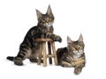 Black tabby / tortie Maine Coon kittens on white Royalty Free Stock Photo