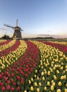 Dual colors red and yellow tulips flowers farm